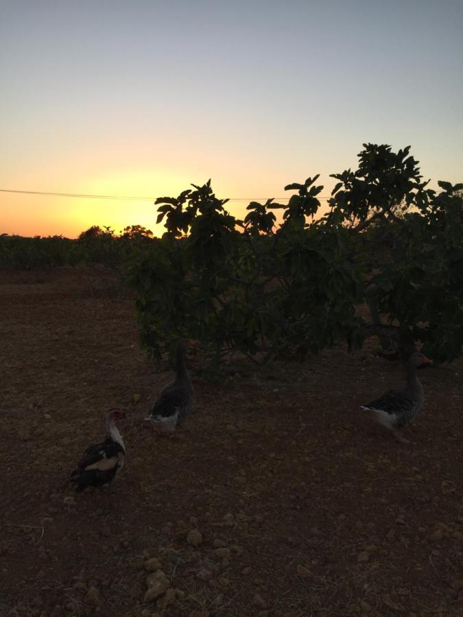 Solar Da Cotovia Villa Albufeira Dış mekan fotoğraf