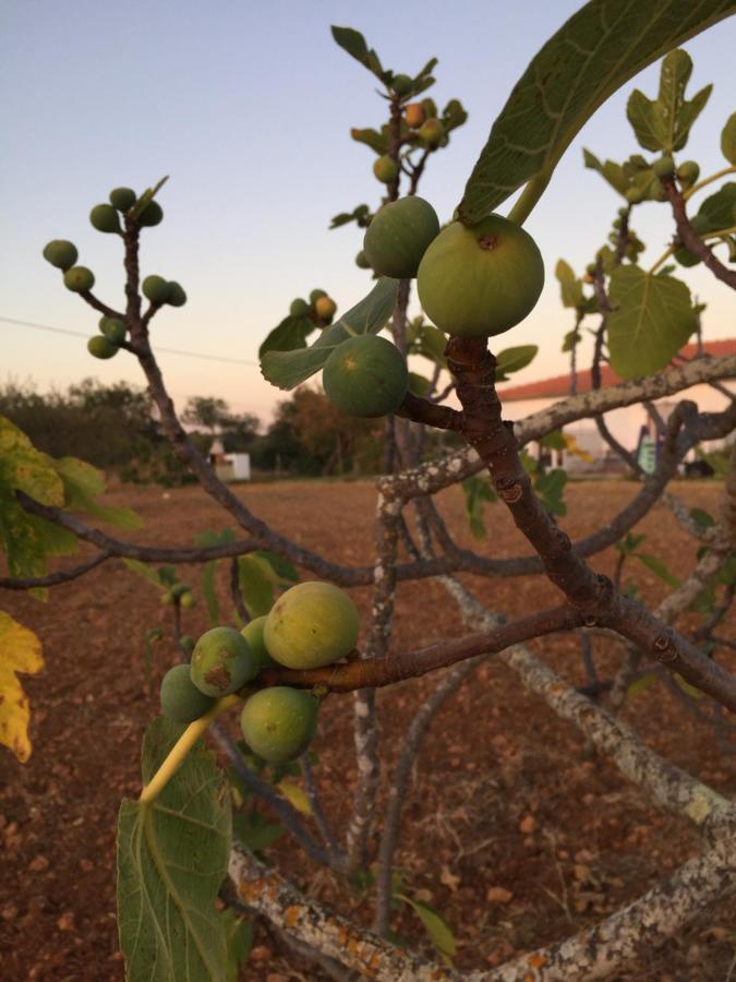 Solar Da Cotovia Villa Albufeira Dış mekan fotoğraf