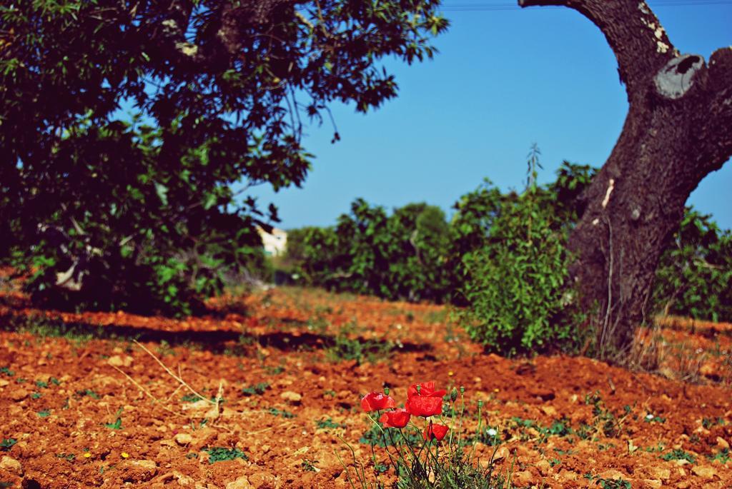 Solar Da Cotovia Villa Albufeira Dış mekan fotoğraf